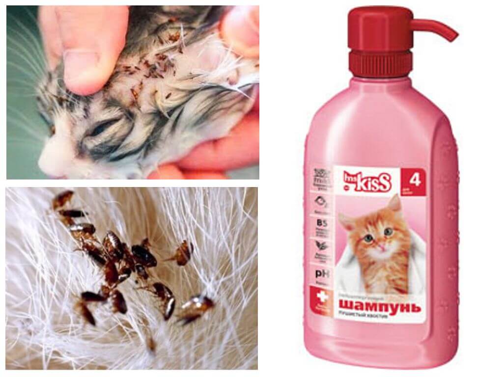 Blechový šampon pro koťata
