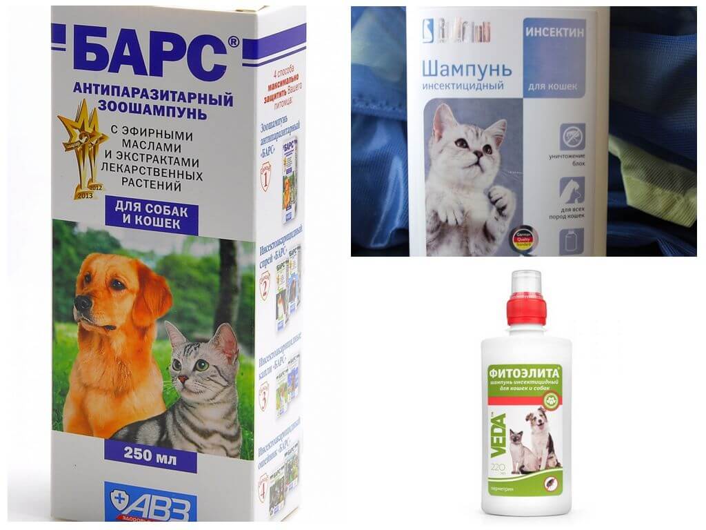 Shampoos de pulgas para gatos e cães