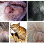 I sintomi delle pulci nei gatti