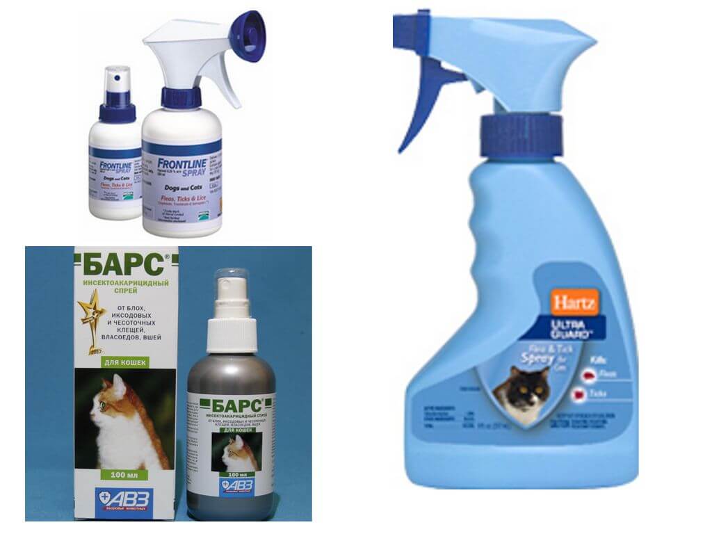 Spray per pulci nei gatti