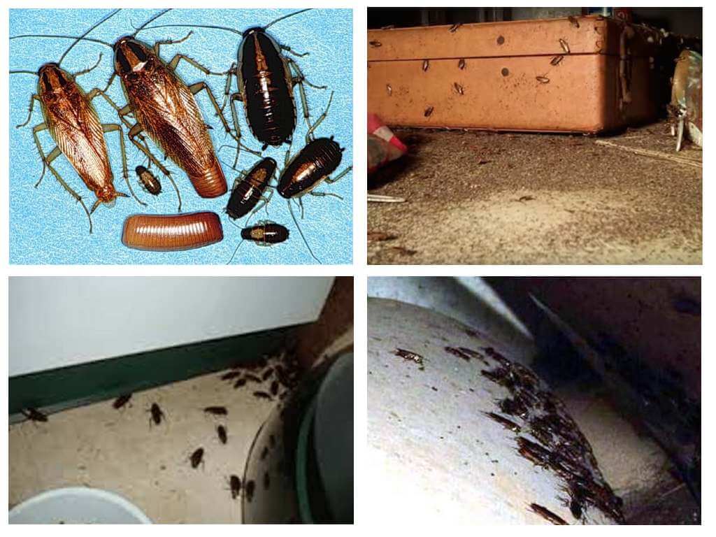 Хлебарки в къщата