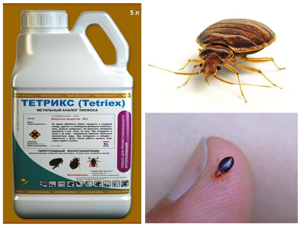 Tetriks từ bedbugs