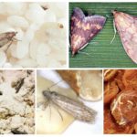 Tipos de mariposa de comida