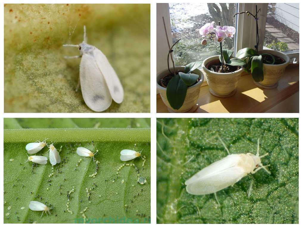 Whitefly in orchidee