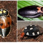 Tipi di scarafaggi