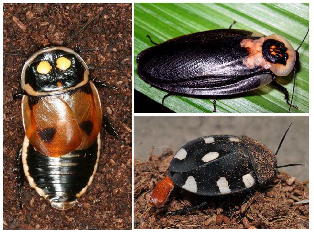 Tipi di scarafaggi