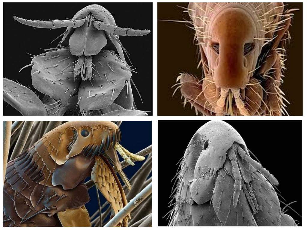 Flea dưới kính hiển vi