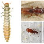 Suriname menyerang larva