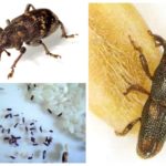 Kumbang beras