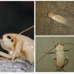 알비노 바퀴벌레