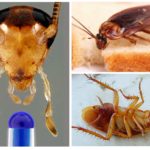 Хлебарите могат да живеят без главата
