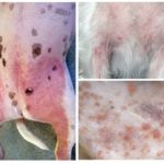 Dermatite atópica em cães
