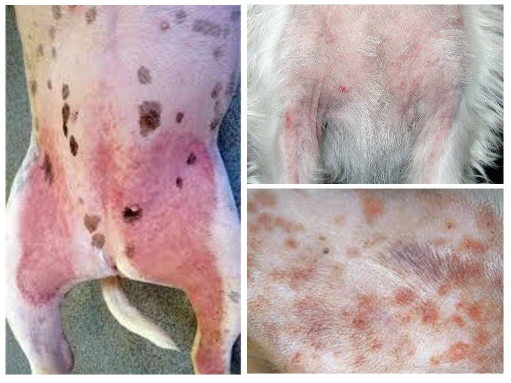 Dermatite atopica nei cani