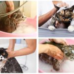 อาบน้ำแชมพูแมว