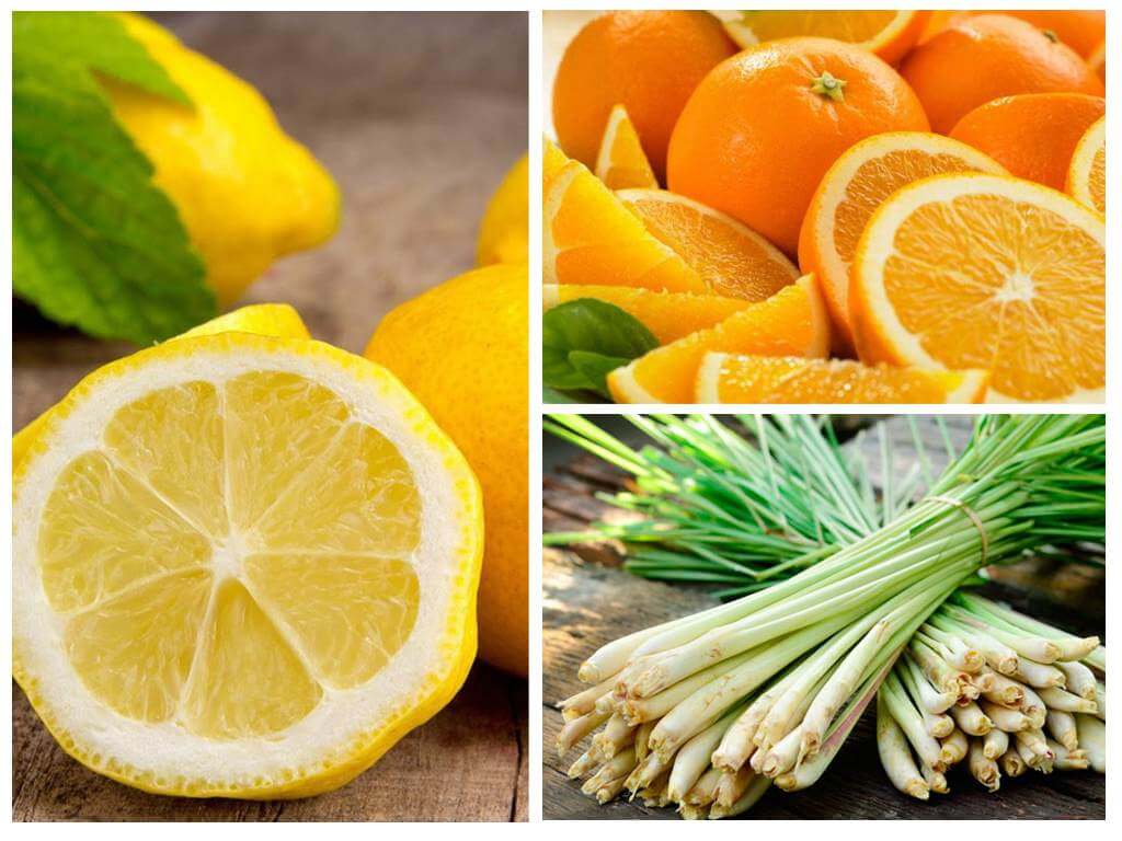 Limão, laranja e capim-limão