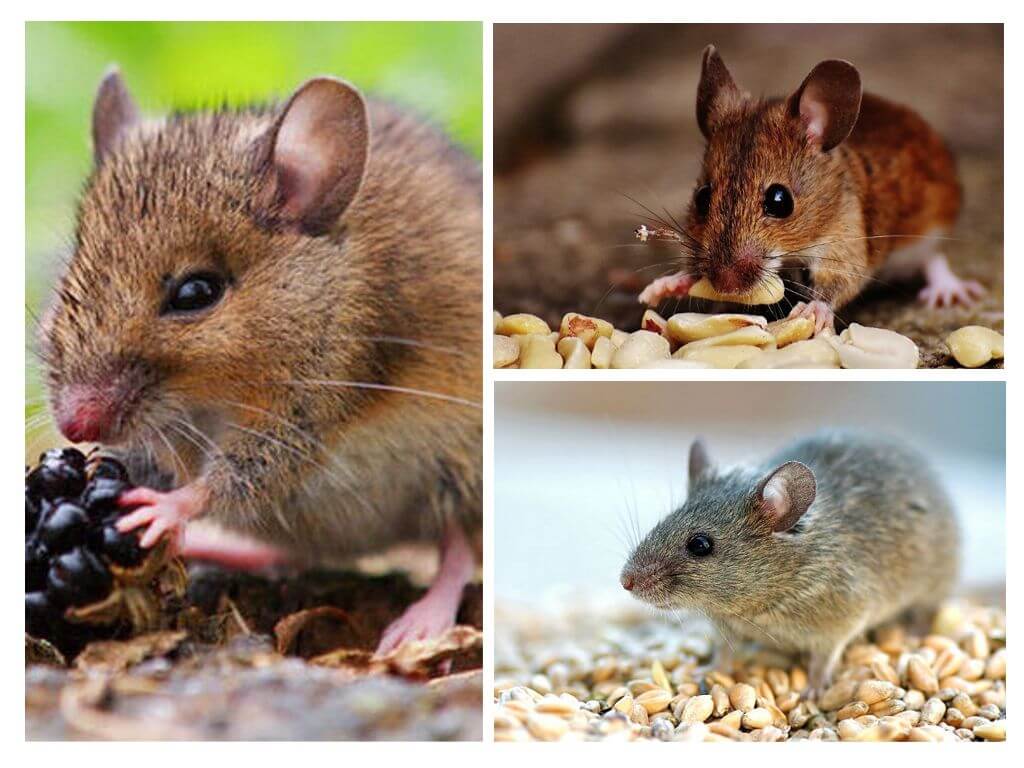 O que os ratos comem?