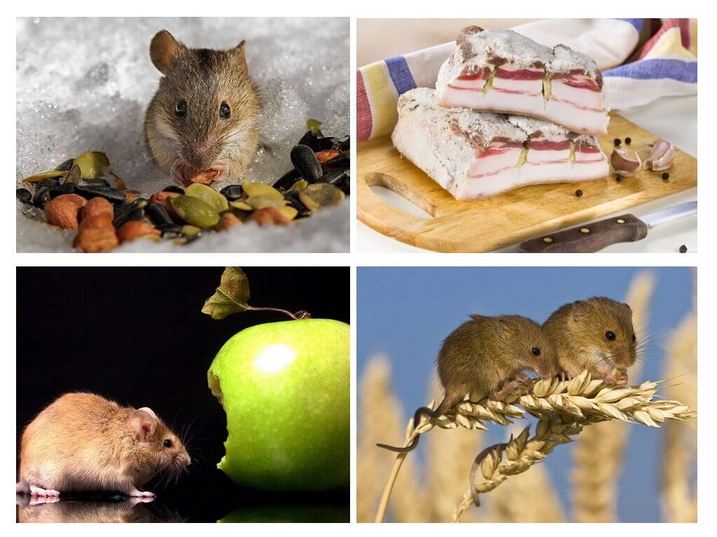 Què menja el ratolí?