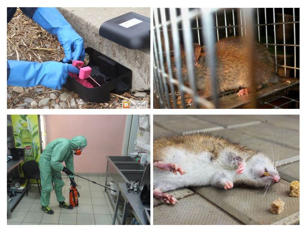 Utrotning av råttor och möss