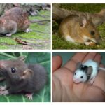 Tikus anak tikus dan tikus