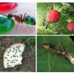 Karıncalar için gıda