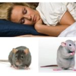 Ratolins i rates de somni