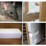 Ratten und Schaum