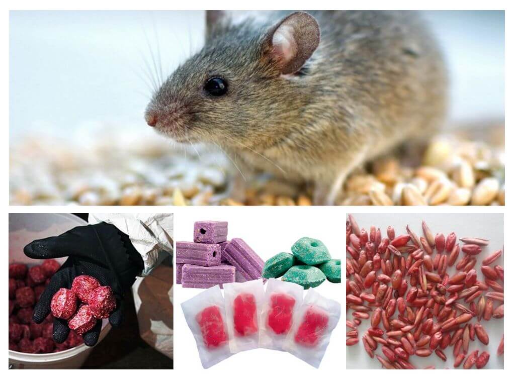 Các dạng ngộ độc chuột