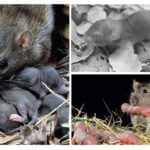 Tikus dengan tikus