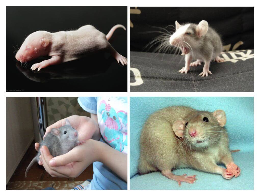Filhotes de rato