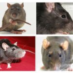 Orientarea vizuală a șobolanilor