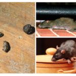 Råttor i lägenheten