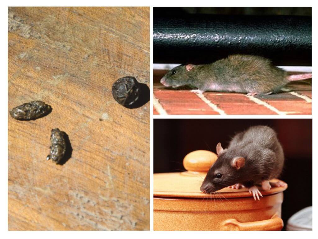 Råttor i lägenheten