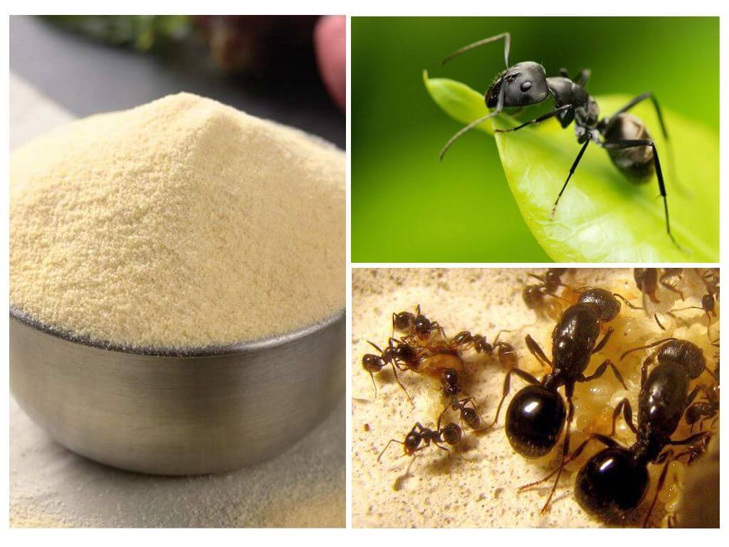 Myror från myror