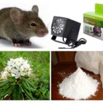 Metodi per trattare con i topi
