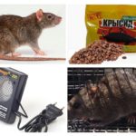 Metodi di trattare con i ratti