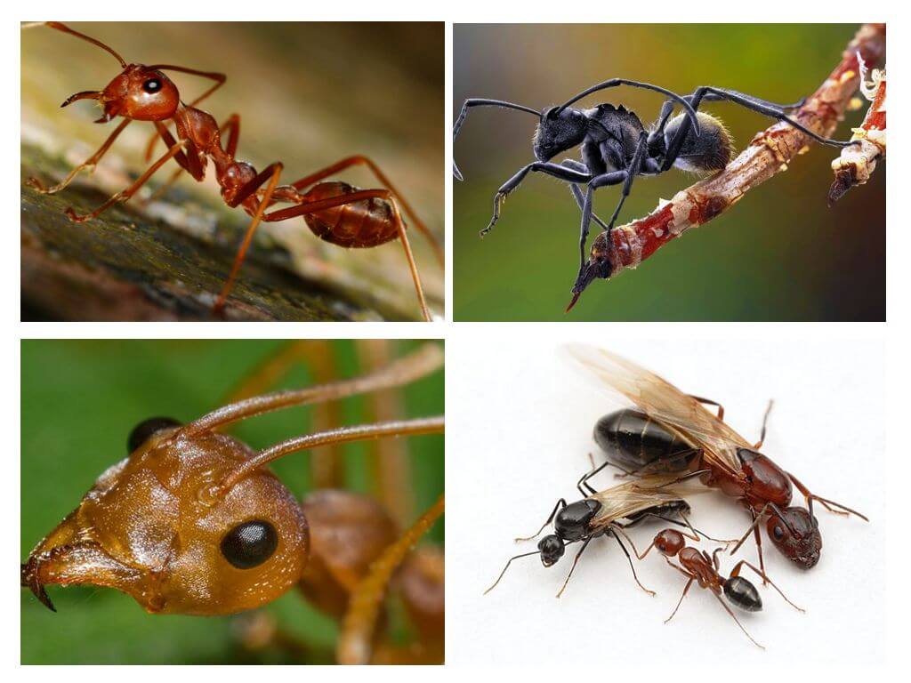 Corps de fourmi