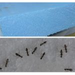 Мравки в пяната