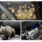 الفأر في السيارة