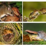 Estil de vida del ratolí forestal