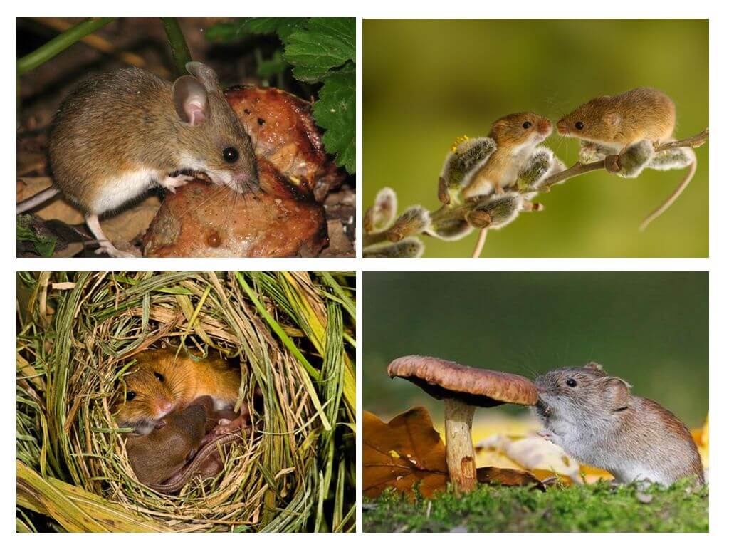 Lối sống chuột rừng
