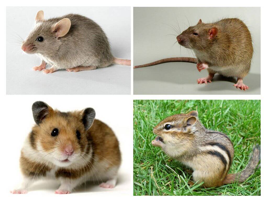 Sự khác biệt của một con chuột từ các động vật khác