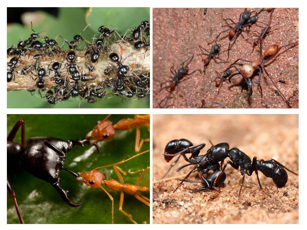Животът на мравките