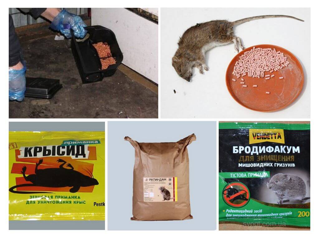 Gift för råttor