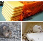 Penoplex y el ratón