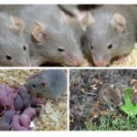 Nutrição e criação de roedores