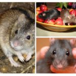 Aliments del ratolí