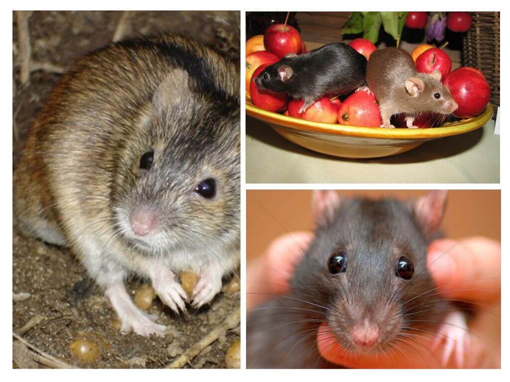 Aliments del ratolí