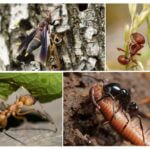 Alimente pentru insecte în natură