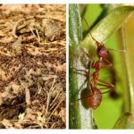 I benefici delle formiche