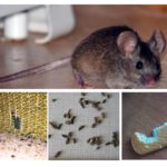 La presenza di topi nell'appartamento